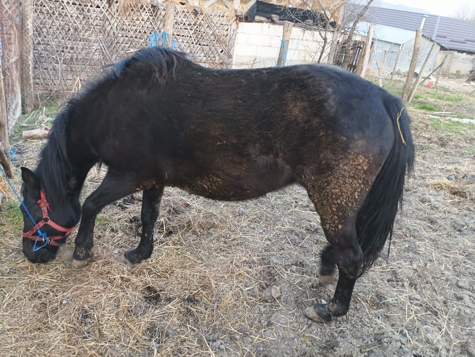 Se vinde iapă si mânză 6 luni! Detalii la telefon