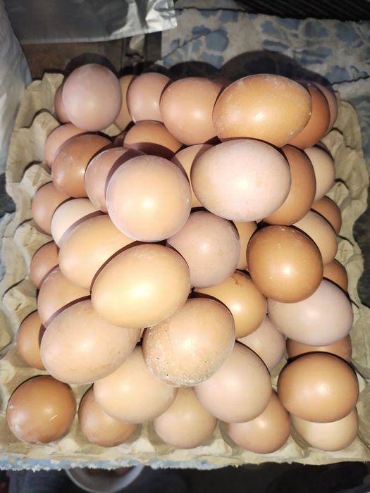 Продам кур Ломан браун