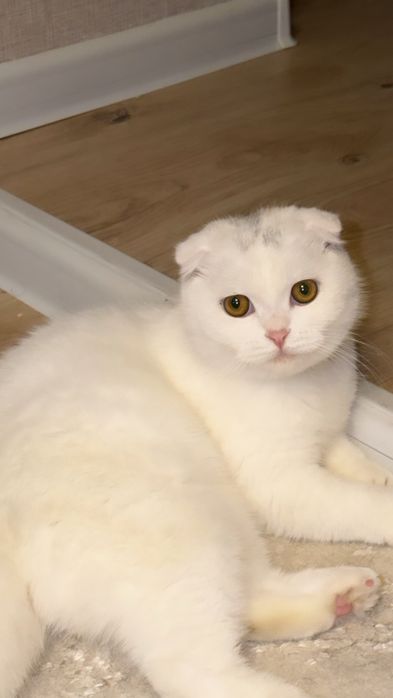 Продаётся шотландская вислоухая