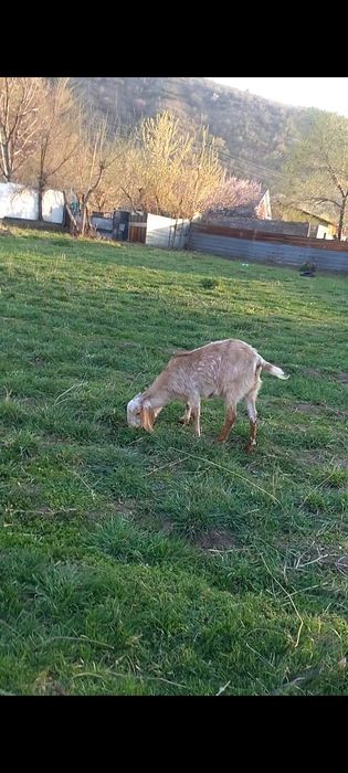 Битал шыбыш сатылады