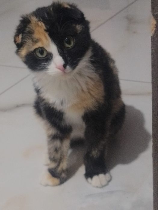 Продам кошку за 20000