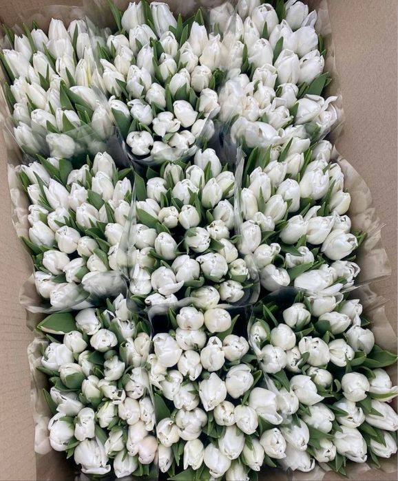 Тюльпаны в розницу предзаказ доставка цветы