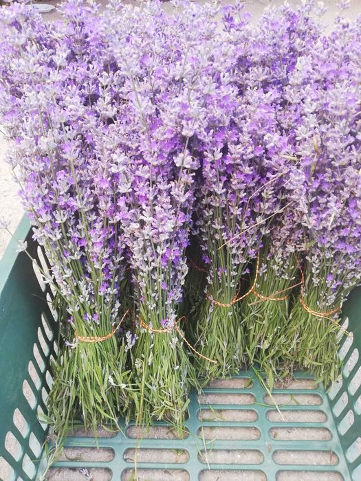 Ulei de lavandă BIO, apă, floare uscată, buchete și săculeți