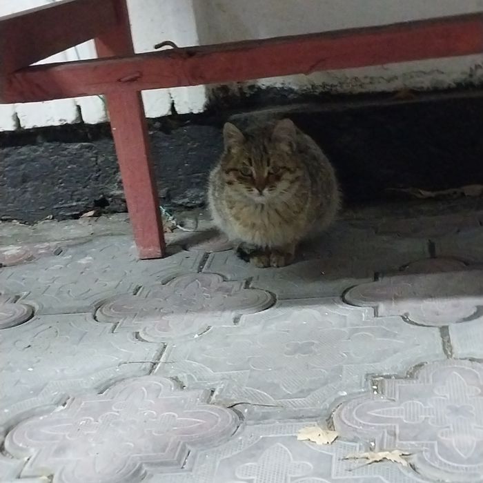 Отдам 3х котят !