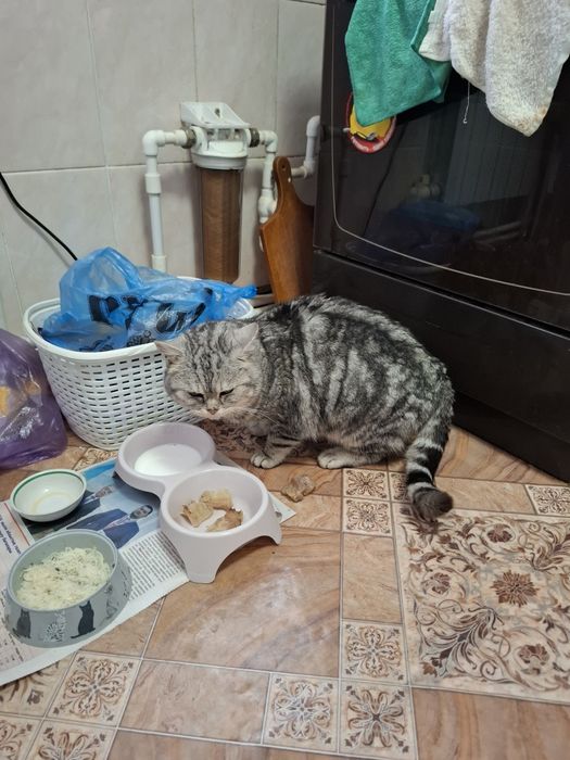 Отдам кота в добрые руки шотландец ц