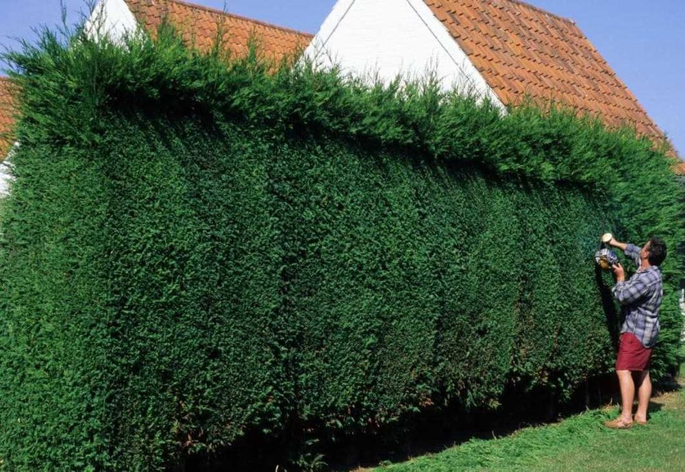 Градинарски услуги, озеленяване, подрязване на жив плет и почистване