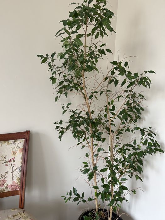 Бенджамин фикус , комнатные  цветы  ,