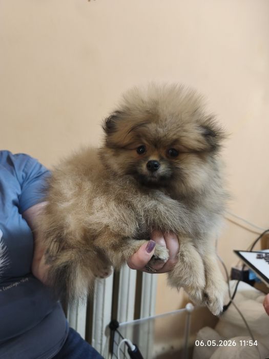 Продам девочку шпица