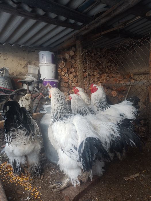 Продам петухов брама