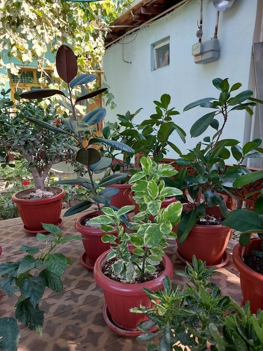 Uy gullari xona VA ofis uchun 8 yillik gullar