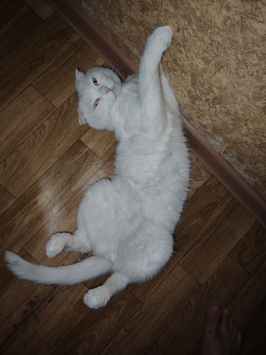 Отдам кота в хорошие руки, Максвелл