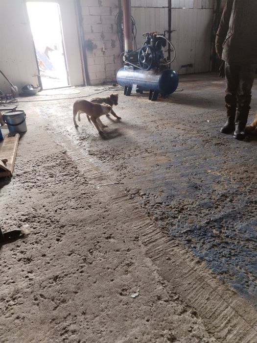 Отдам щенков мальчик 2 шт