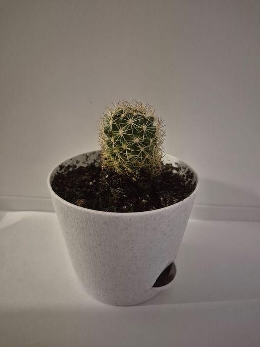 Кактусы продам. Цена за ВСЕ.