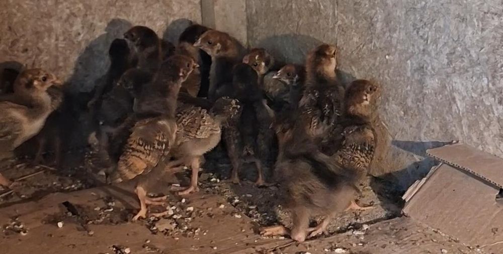 Птенцы кучинские