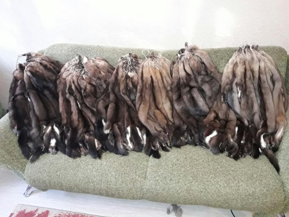 продам шкурки соболя