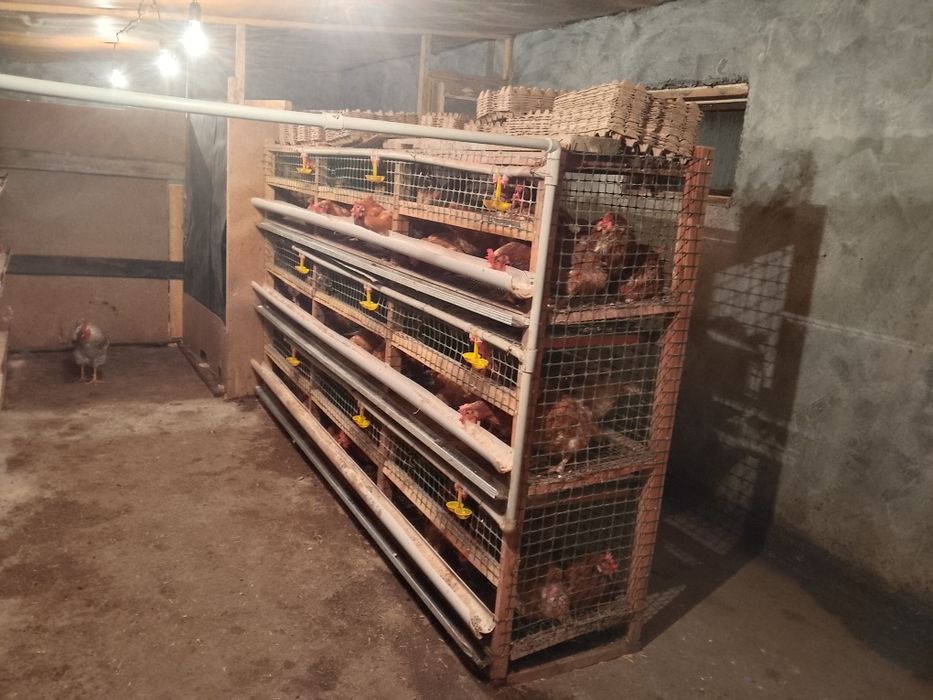 Несушка тауық 8 айлық