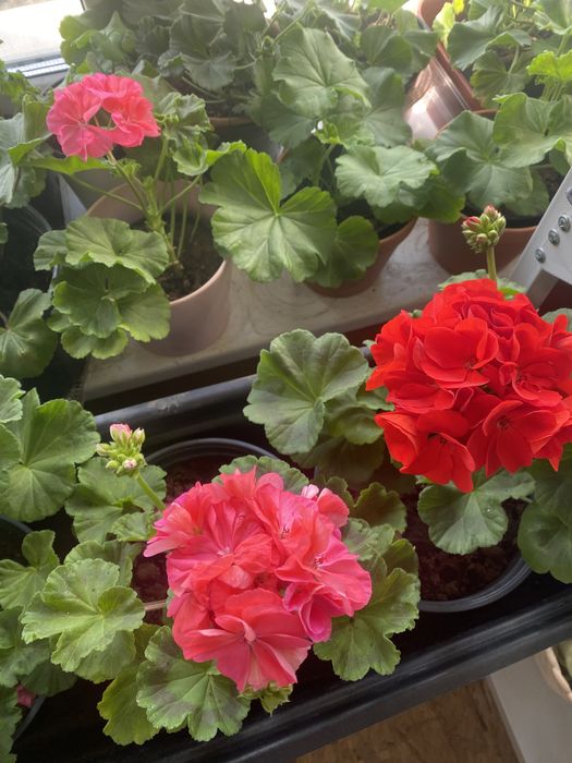 Цветы королевская пеларгония