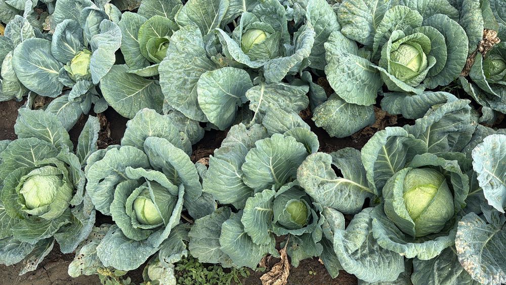 Varză de Buzău Visani Brăila