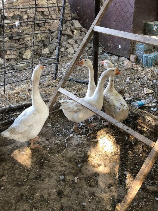 казы сатлады шымкент