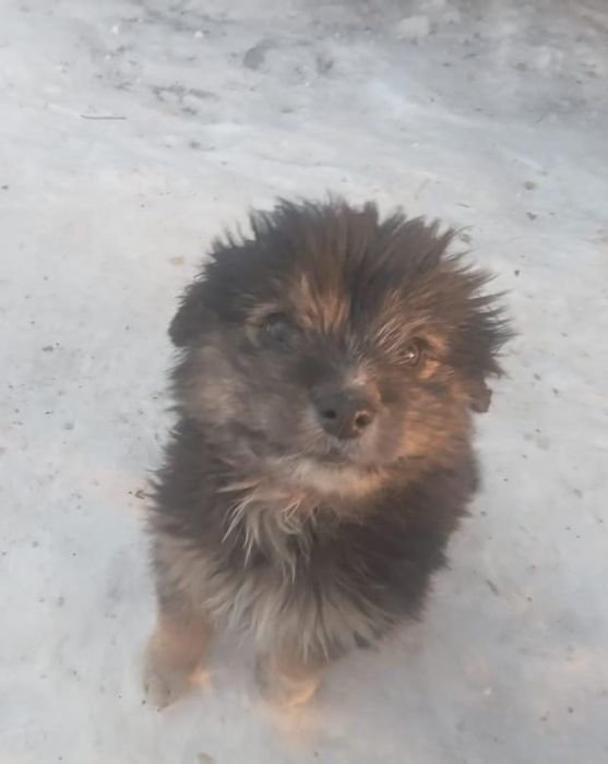 Щенки , бесплатно