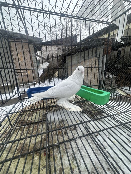 Голуби на продажуу