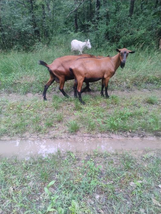 Vând țap alpin francez fara corne