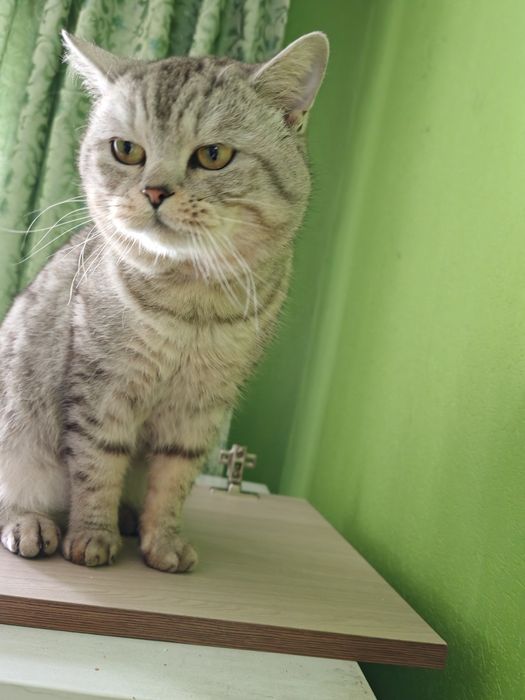 Отдам котика 5 лет