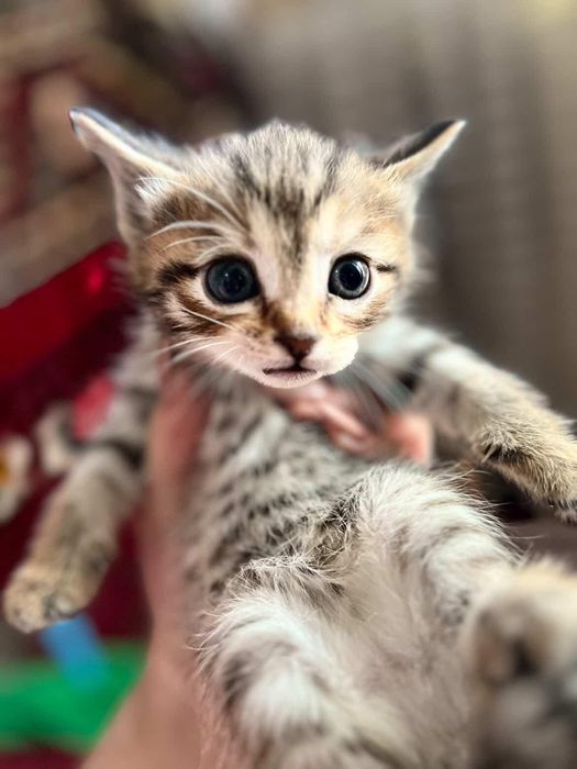 Тигровый комочек