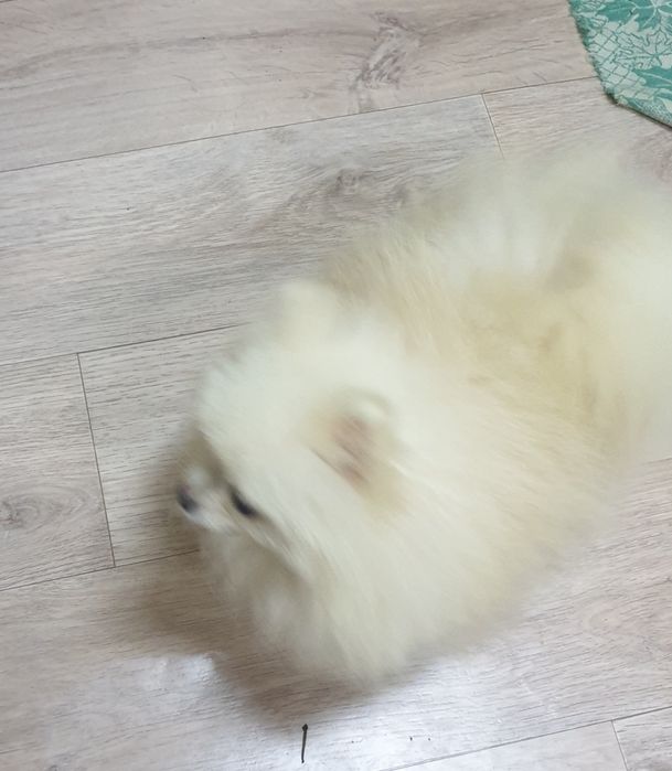 Ждёт  невест шпиц