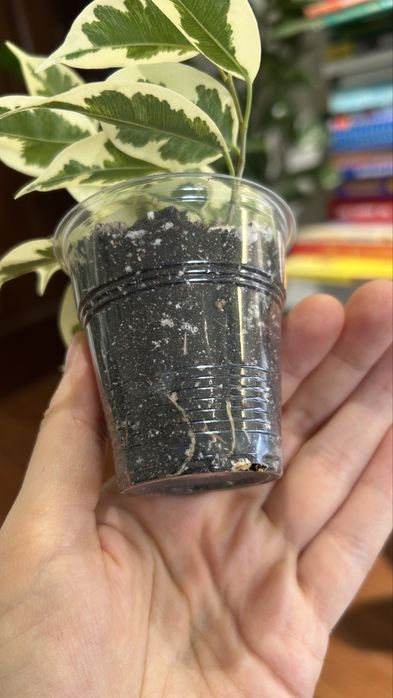 Фикус бенджамина твилайт