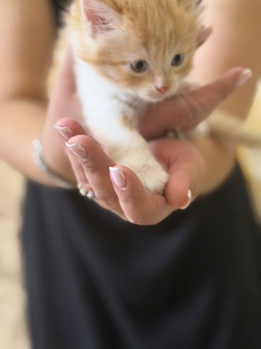 Отдам котят в хорошие руки