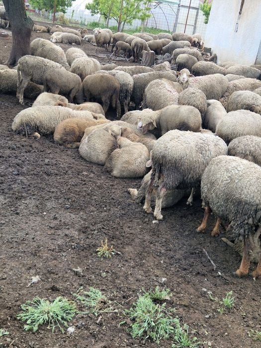 Miei de vânzare merinos și țigaie