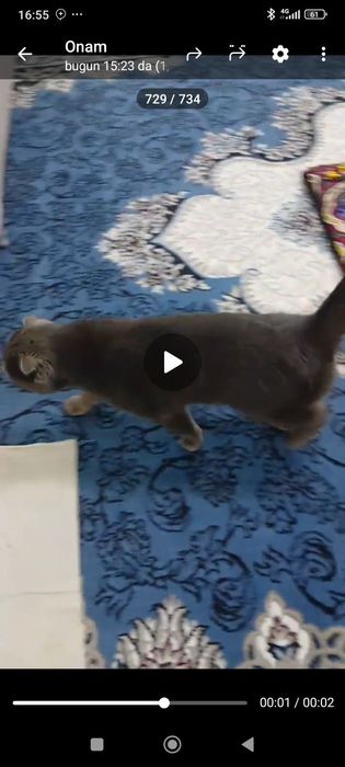 Zotdor mushuk aqilli