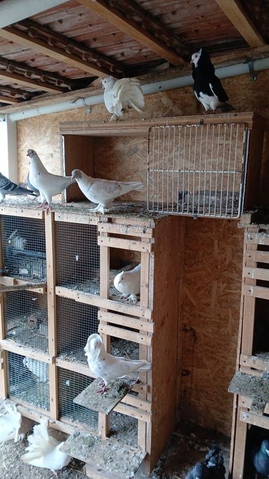 Vând porumbei și găini