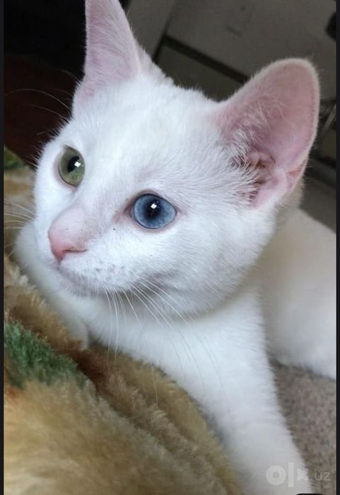 Zoti: Turetiski Angora  sotiladi   NARXI:500ming