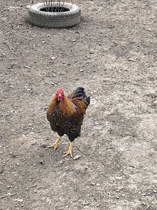 Cocoș wyandotte gsg 2025