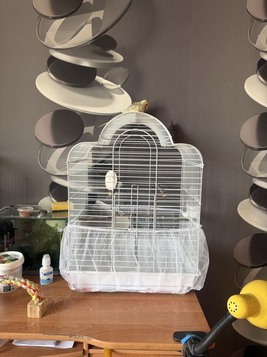 Продам абсолютно ручных корелл