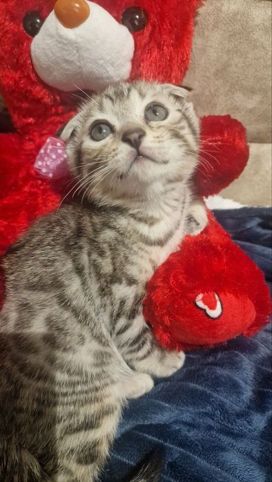 продаются котята скотиш фолд 1.5 месяца