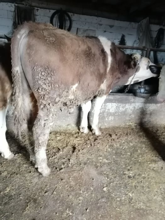 Vând doi viței rasă bălțat