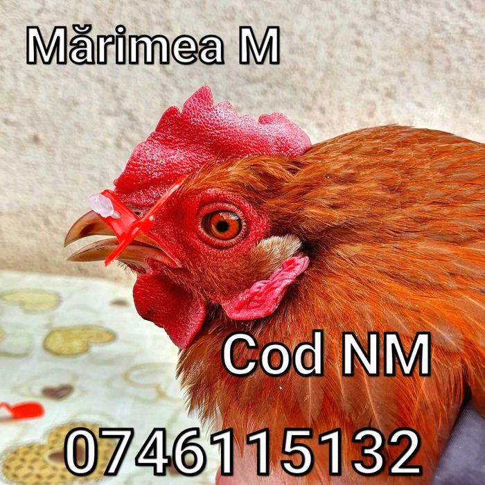 Pasari Fazani Gaini Pauni Cocosi -OCHELARI - NL