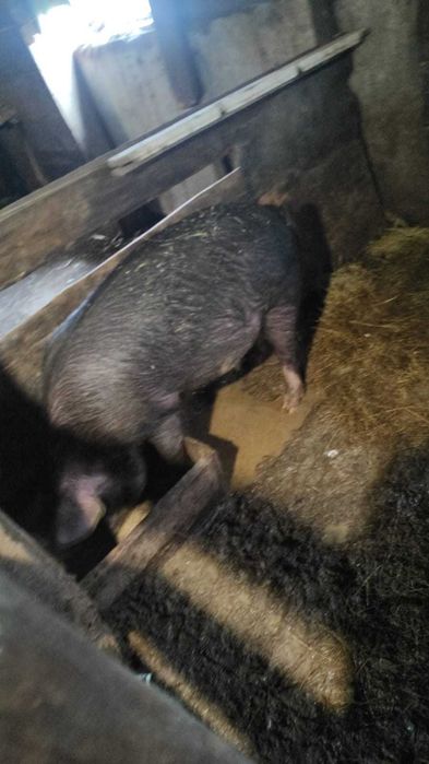 Животные сельхозяйственные