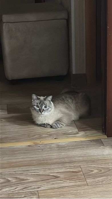 Отдам кота в хорошие руки