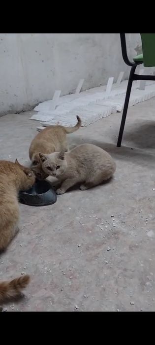 Отдам котят.  Бесплатно