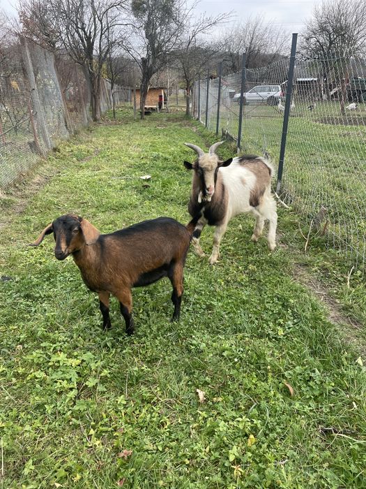 Vand tap tanar frumos / schimb cu pasari de curte