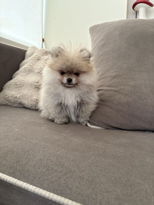 Померан със родословие