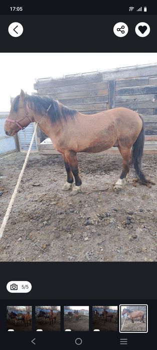 Еркек тай мұғалжар