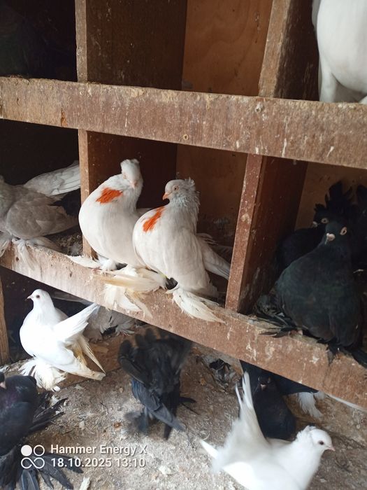 Гълъби Декорация