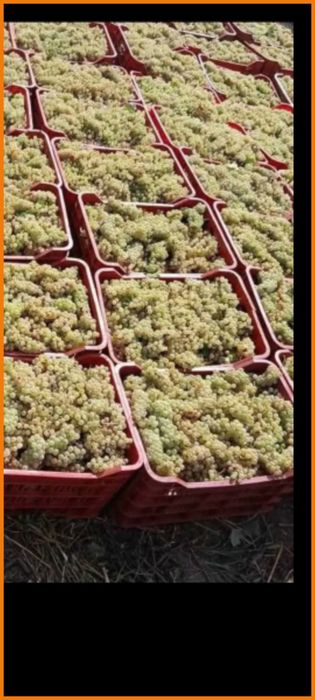 Vând struguri de vin