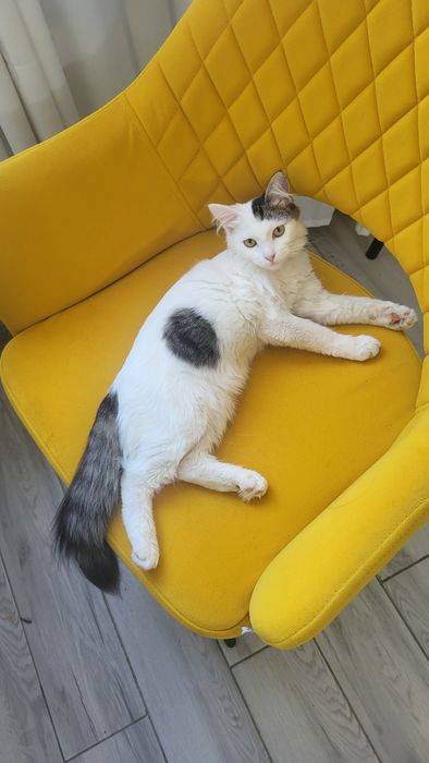 Кошечка ищет дом