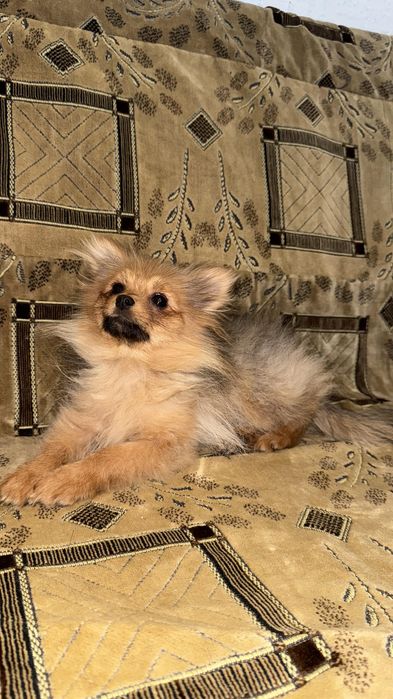 Померанский шпиц